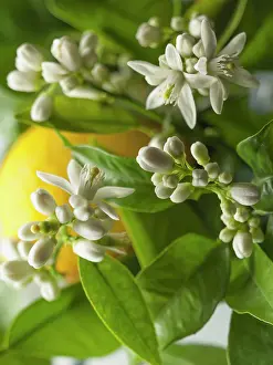 Lemon: Lemon, Citrus limon, Close view of many flowers