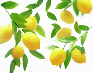 Canina: Lemon, Citrus limon, Overhead view of lemons on