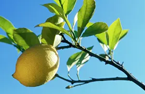 Lemons: LEMON - CLOSE-UP OF FRUIT ON TREE