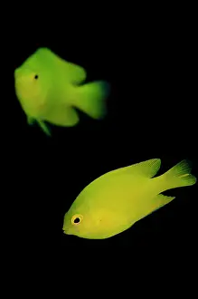 Damsel: Lemon Damsel - pair