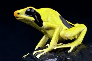 Lemon: Lemon dart frog (Dendrobates tinctorius) Matecho