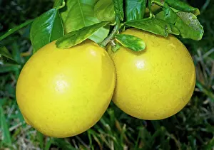 Lemon: Lemon (Everbearing)