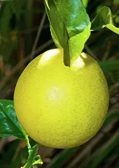 Lemon: Lemon (Everbearing)