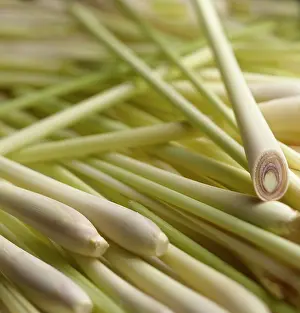 Sticks: Lemon grass, Cymbopogon citratus, A mas of sticks