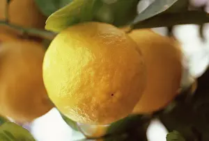 Blown: Lemon