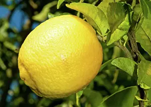 Bearing: Lemon