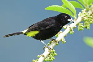Rumped: Lemon-rumped Tanager (male)