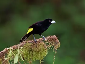 Fight: Lemon Rumped Tanager - male Ramphocelus icterono