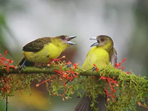 Showing: Lemon Rumped Tanager - showing agression Ramphoc