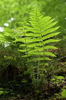 Scented: Lemon-Scented Fern (Oreopteris limbosperma). Ravnsholte