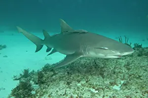 Negaprion: Lemon Shark