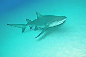 Negaprion: Lemon Shark