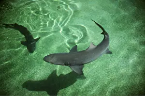 Lemon: LEMON SHARK