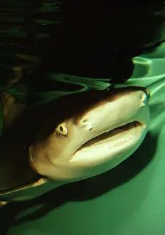 Shark: Lemon Shark
