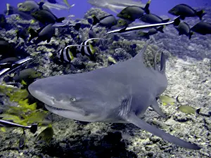 Negaprion: Lemon Shark - Dangerous. With reef fish