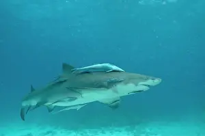 Negaprion: Lemon Shark - female is about to pup - the remoras