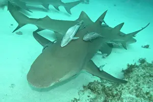Negaprion: Lemon Shark - female is about to pup - the remoras