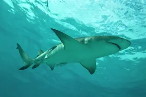Negaprion: Lemon Shark - male swimming just under the surface