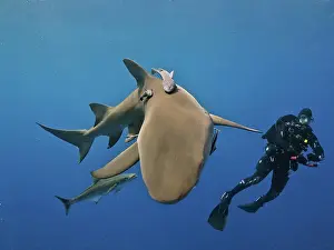 Shark: Lemon shark (Negaprion brevirostris) with suckerfish