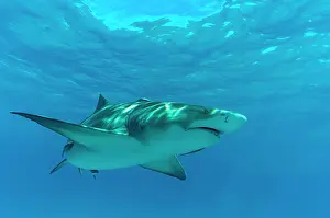 Negaprion: Lemon shark (Negaprion brevirostris), Tiger beach