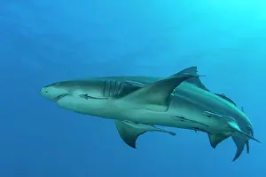 310820: Lemon shark (Negaprion brevirostris), Tiger beach
