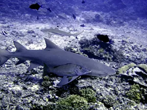 Negaprion: Lemon Shark - with snapper. Dangerous. 
