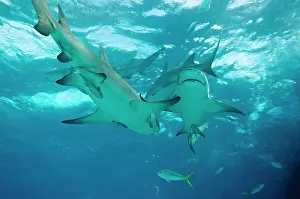 Negaprion: Lemon Sharks