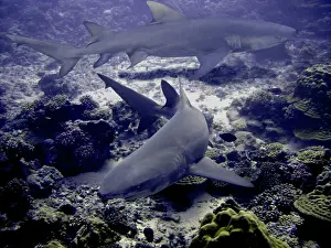 Negaprion: Lemon Sharks - circling over reef. (Dangerous)