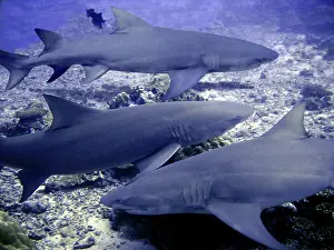 Negaprion: Lemon Sharks - waiting to be fed