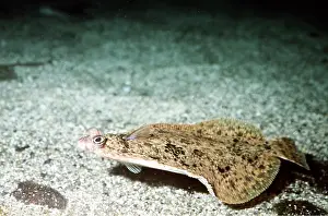 Lemon: Lemon Sole