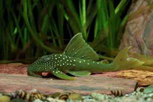 Catfish: Lemon spotted Pleco (Baryancistrus demantoides)
