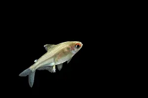 Tetra: Lemon Tetra FISH