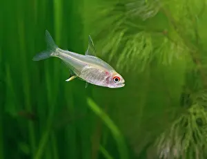 Tetra: Lemon tetra - side view, tropical freshwater