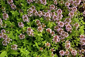 Thyme: Lemon thyme - in garden