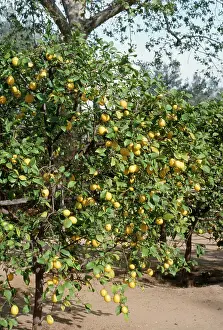 Lemons: Lemon Tree