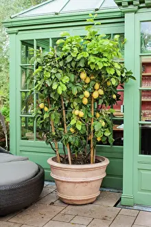 Creation: Lemon tree in pot on a garden terrace - Creation