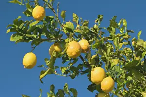 Lemons: Lemon Tree - with ripe lemon fruits hanging from branch