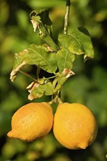 Lemons: Lemon Tree - with ripe lemon fruits hanging from branch