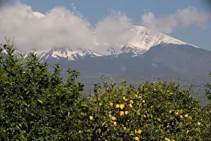 Etna: Lemon trees, with lemons, with Mount Etna beyond