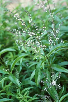 Verbena: Lemon Verbena
