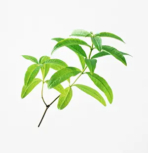 Verbena: Lemon Verbena