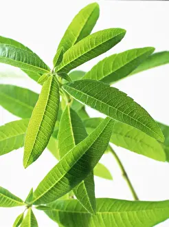 Verbena: Lemon Verbena