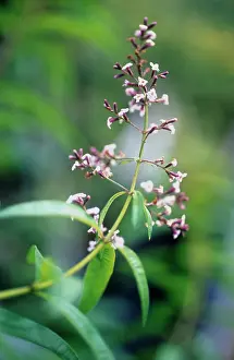 Verbena: Lemon Verbena