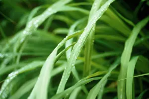 Citratus: Lemongrass