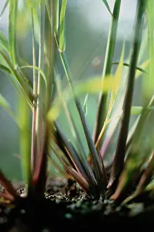 Citratus: Lemongrass