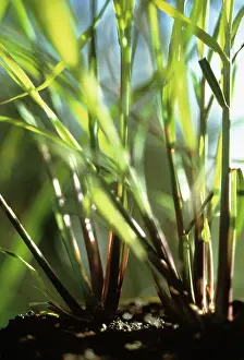 Citratus: Lemongrass