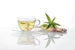 Verbena: Lemongrass