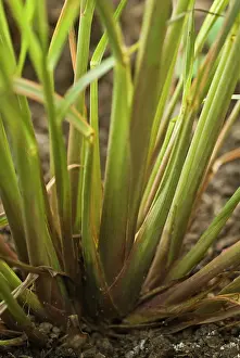 Flavour: Lemongrass