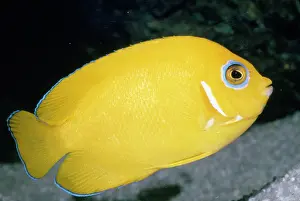 Angelfishes: Lemonpeel Angelfish