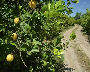 200620: Lemons growing in fruit plantation, Sri Lanka. Native
